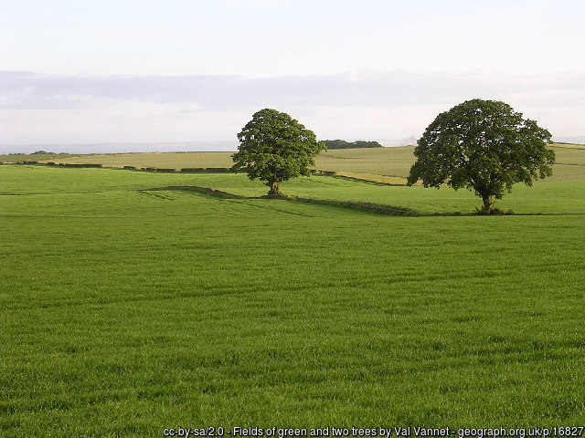 Fields of green and two trees